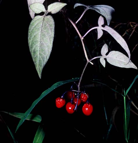 Solanum