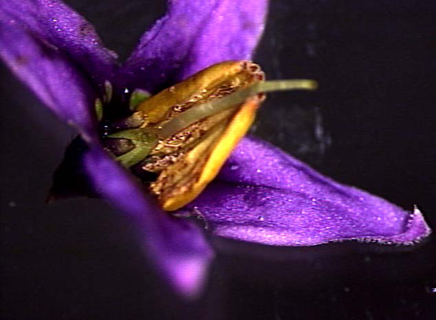 Solanum flower