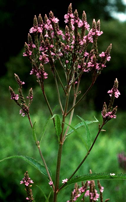 Verbena