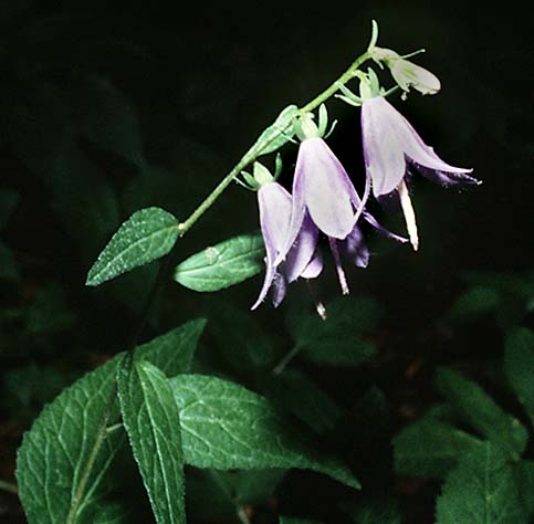 Campanula