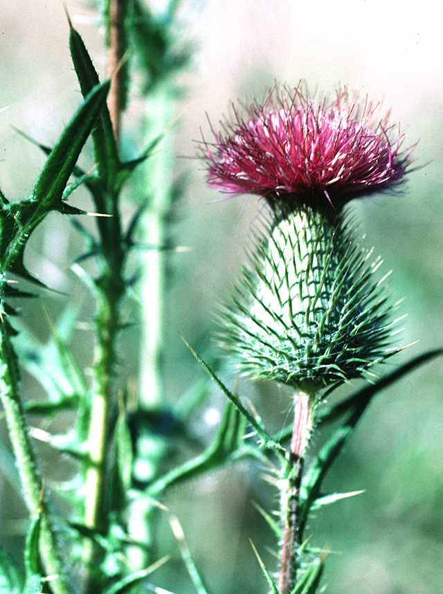 Cirsium