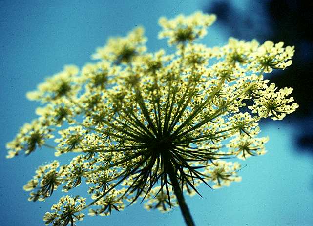 Daucus flowers