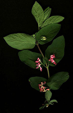 Lonicera