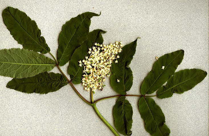 Sambucus