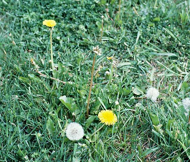 Taraxacum