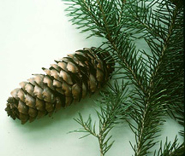 Picea