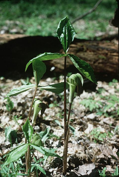 Arisaema