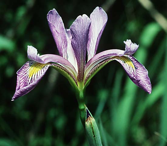 iris