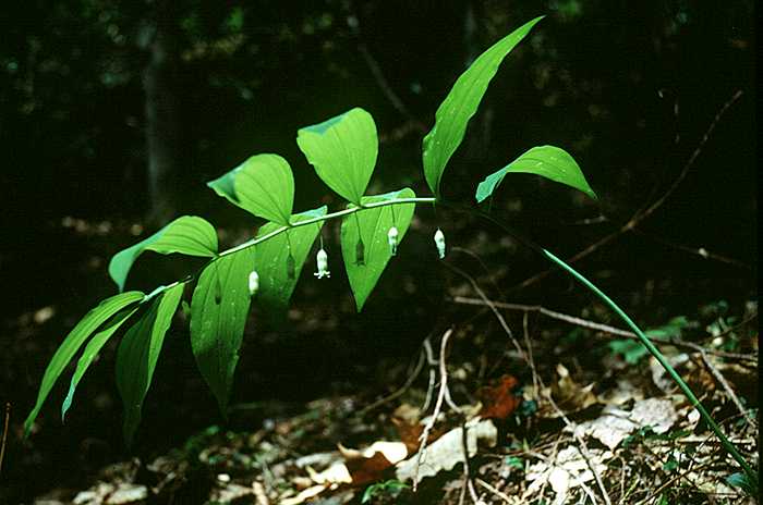 Polygonatum