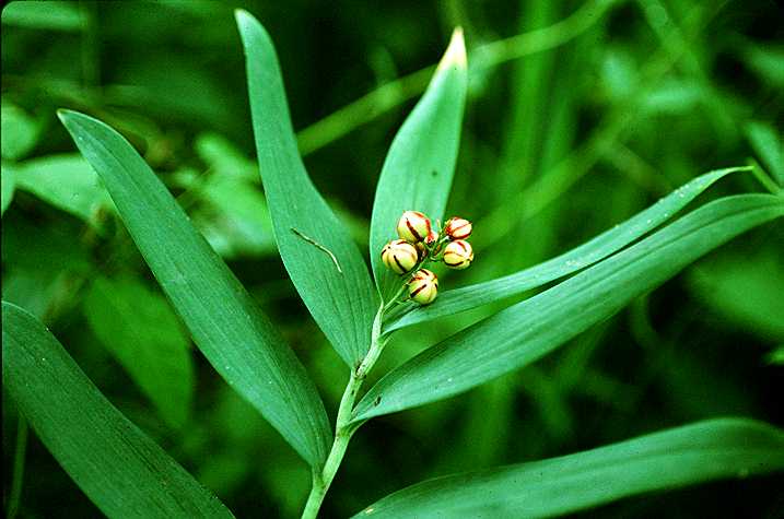 fruit