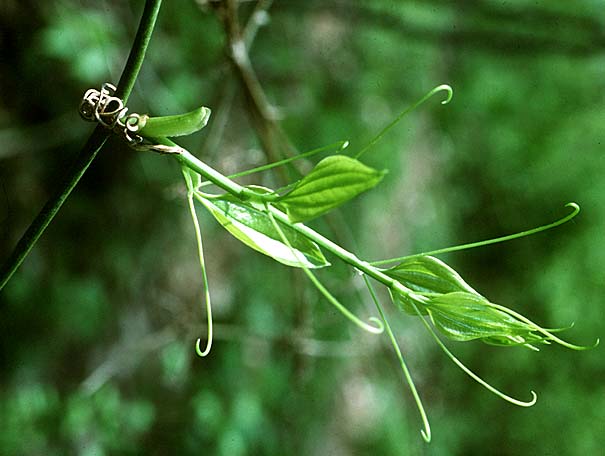 tendrils