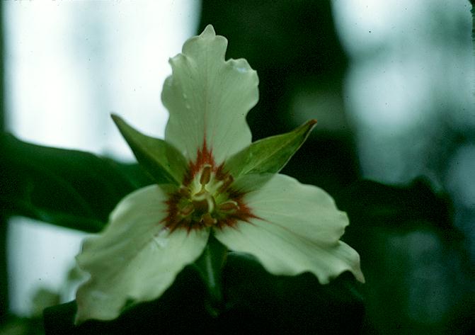 trillium