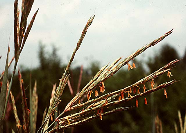 bluestem