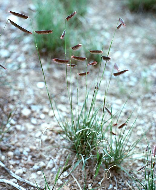 grama grass