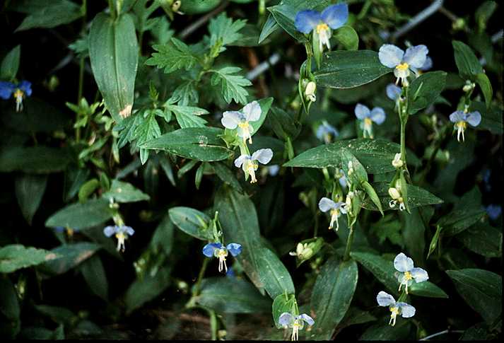 Commelina