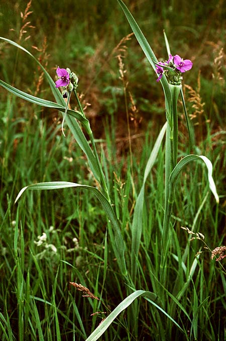 spiderwort