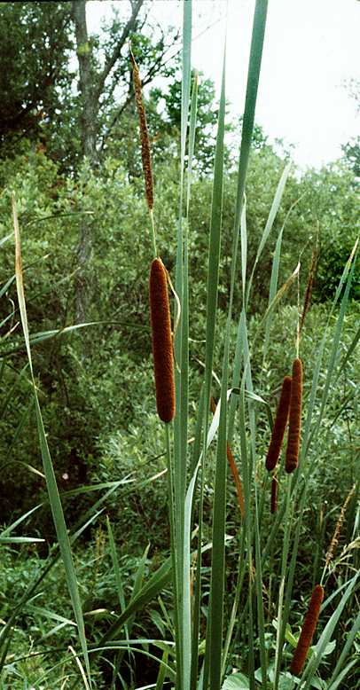 cattail