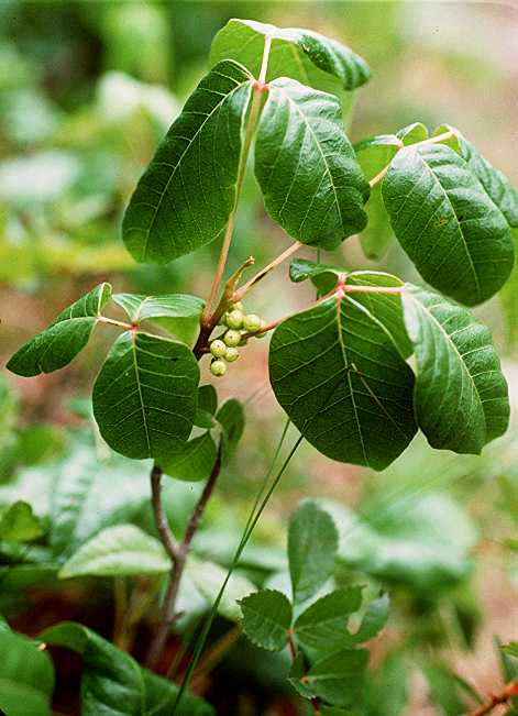 toxicodendron