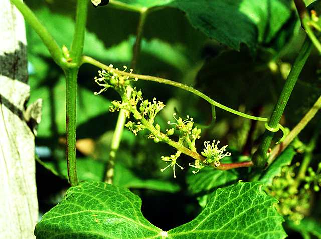 Vitis flower