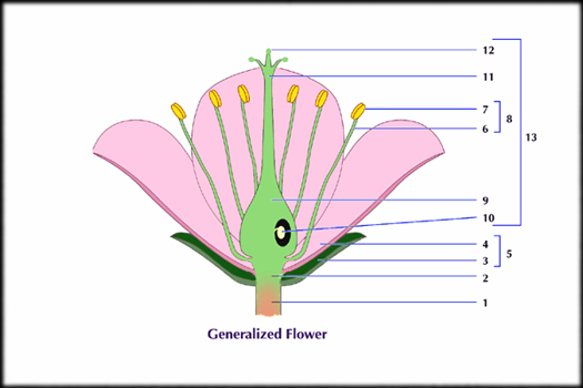 floral-parts