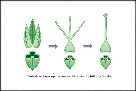 syncarpic ovary