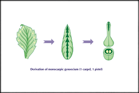 carpel diagram