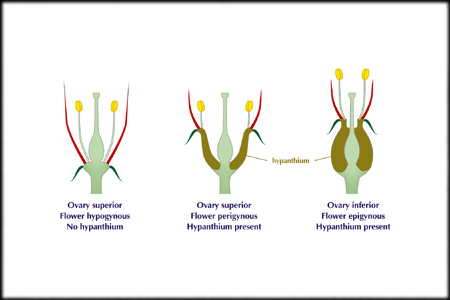 Ovary Position