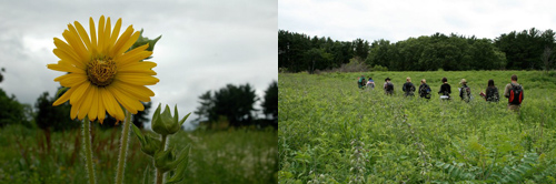 pictures of flower and people walking through field