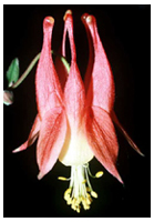 columbine spur