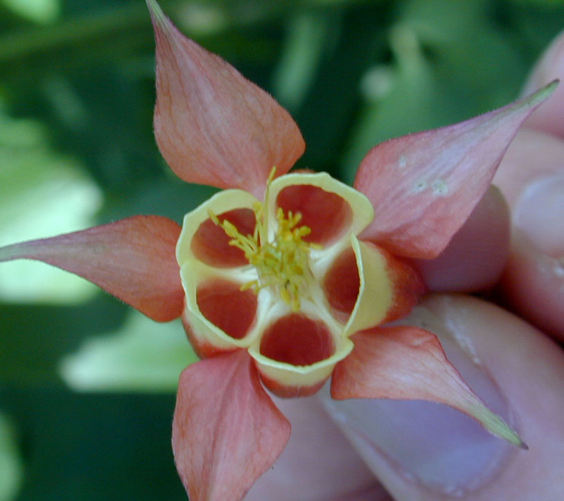 Picture of a flower