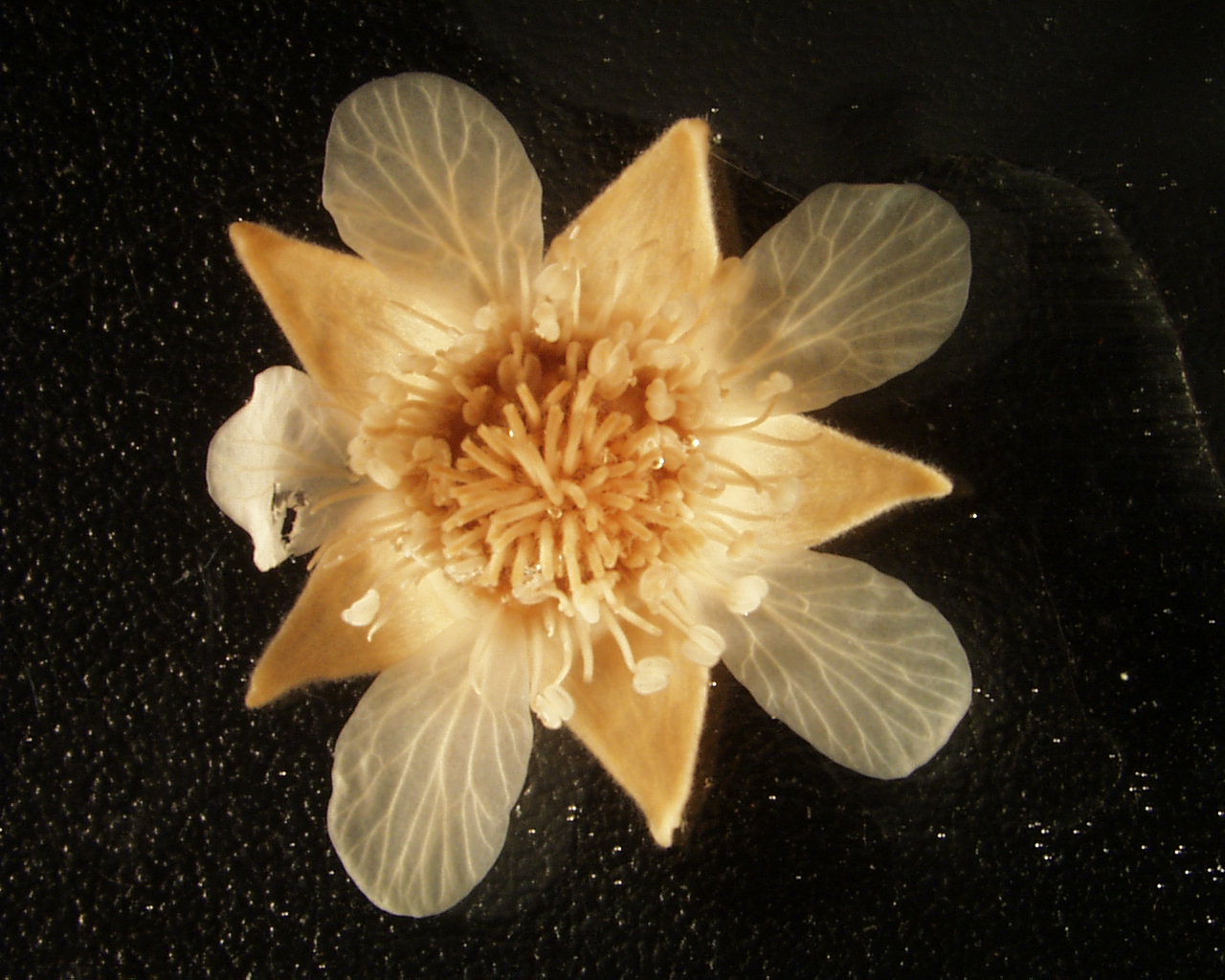 Picture of a flower