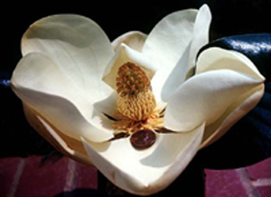 Picture of a flower